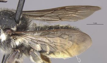 Media type: image;   Entomology 16202 Aspect: Wing front
